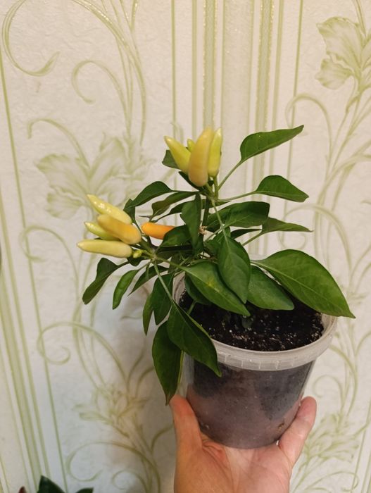 Саджанці гіркого перцю в горщиках та насіння