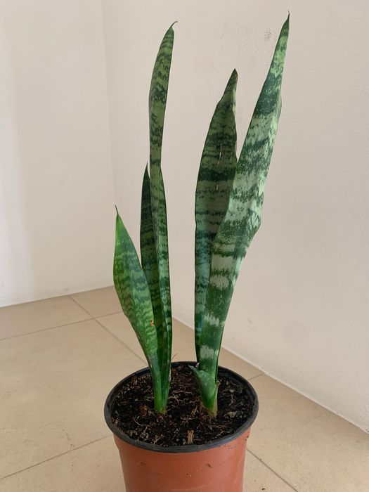 Oportunidade! Planta Espada de São Jorge- 3€ cada unidade.