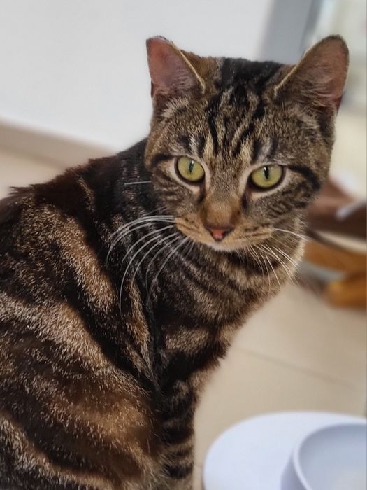 Młodziutki tygrysek Mumbai szuka domu