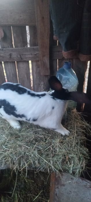 Продам кролів 1 рік