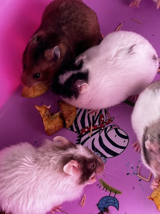 Хомяки пушистые(малыши)