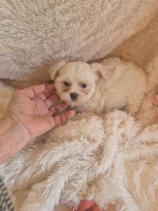 Bichon Maltês Fêmea Criadora Registada PT3088FL