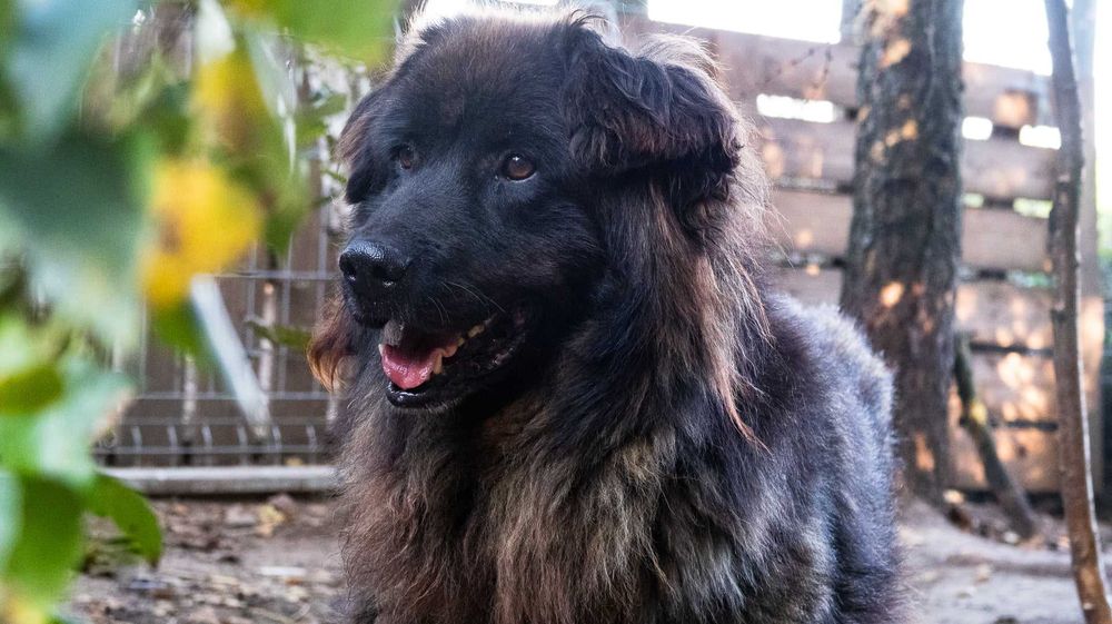 Baks szuka domu, pies