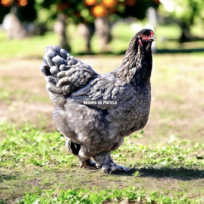 BRAHMA AZUL ( OVOS )