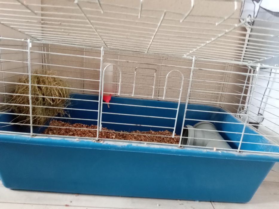 Продам морську свинку разом з кліткою