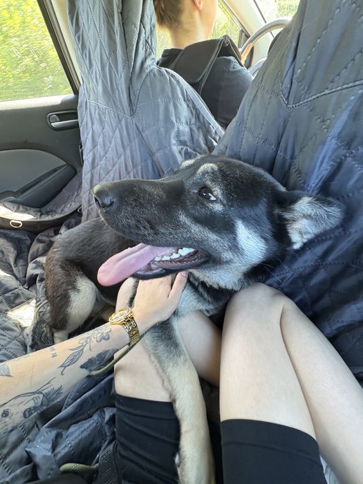 Szczeniak - suczka 10 mieisecy do adopcji