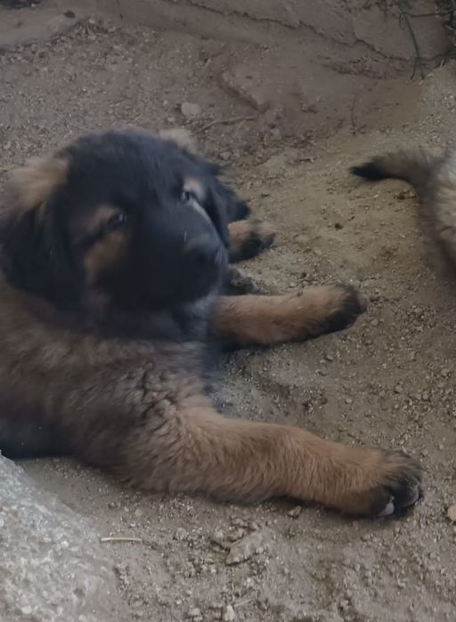 Cachorra serra da estrela