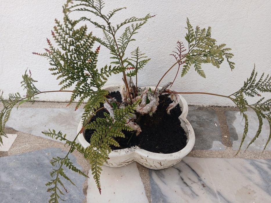 Ofereço  o vaso na compra da planta: samambaia pata de coelh