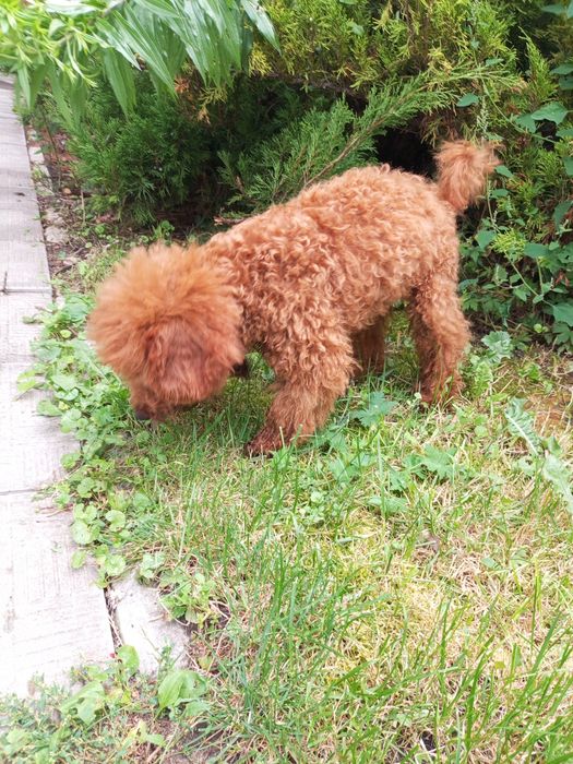 5- и місячний хлопець карл.Пулеля мініатюра