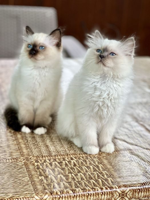 Кошенята Священна Бірма