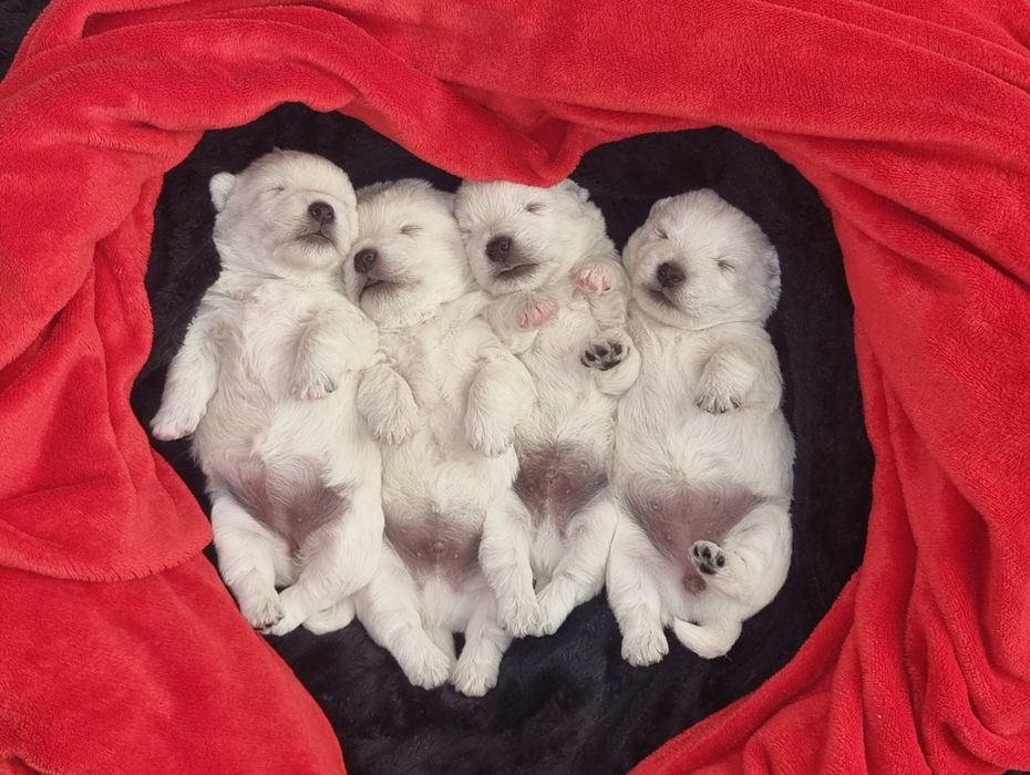 West Highland White Terrier- szczeniak suczka