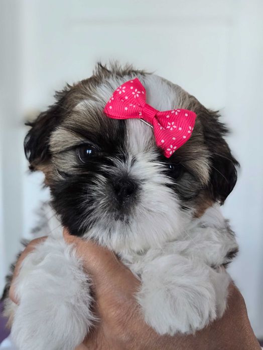 Shih tzu z rodowodem ZKwP szczeniak mała suczka przebadana Paszport