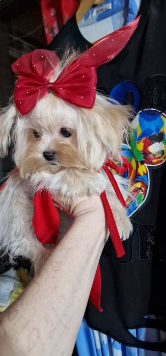 Мальтезе,  мікро,дівчинка