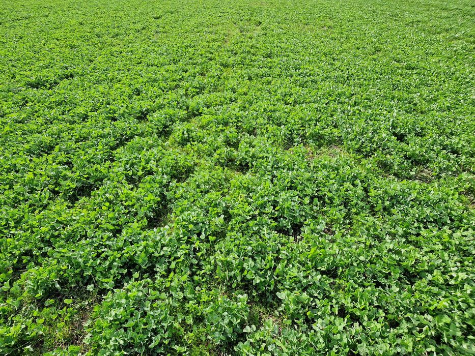 Sianokiszonka trawa z gruntów ornych z motylkowymi koniczyna lucerna