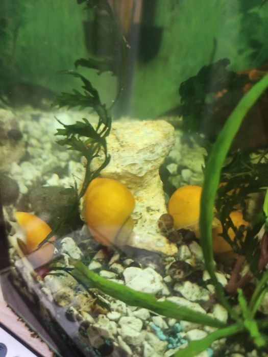 Ампулярії  равлик