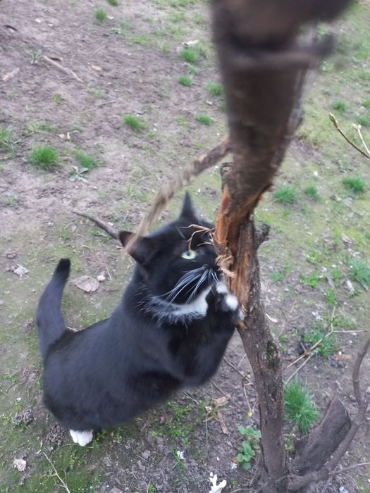 Милый  котик ищет дом