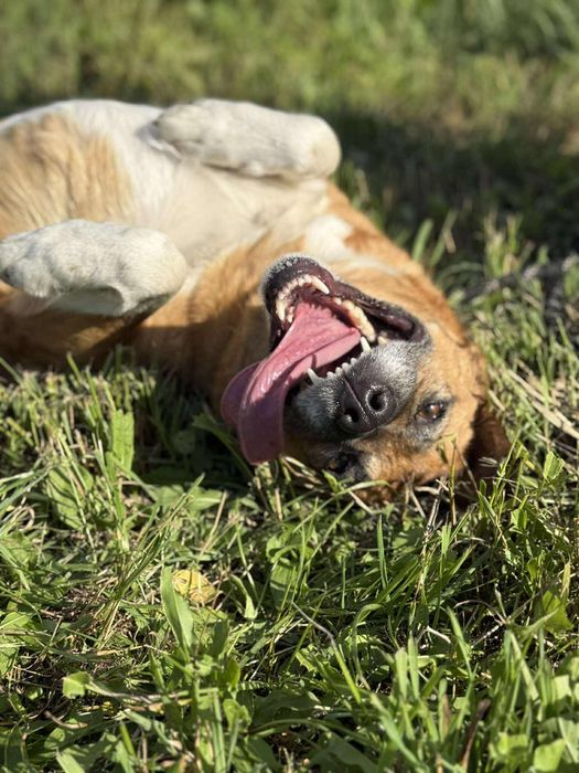 Suczka Sally do adopcji