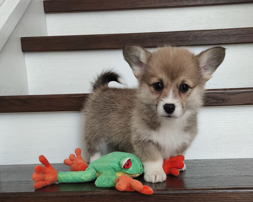 Щенки корги продаю