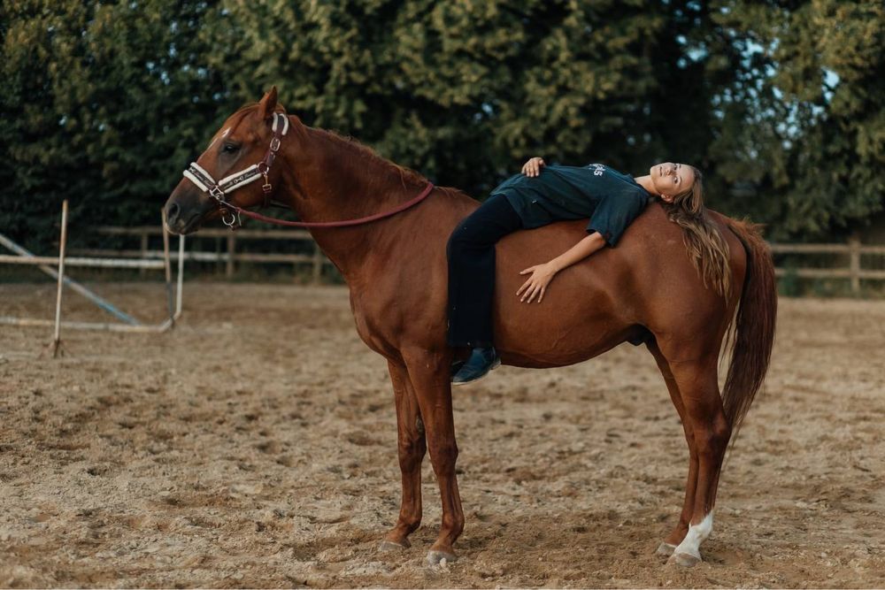 Продам коня, мерина, лошадь конкур