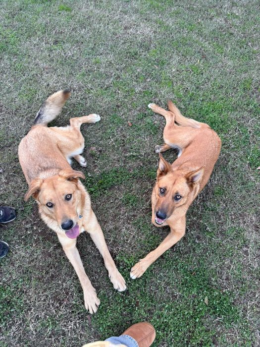 Baboo & Marley, irmãos com 2 anos para adoção responsável