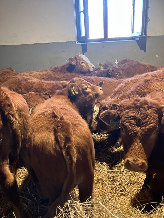 Bydło opasowe opasy byczki cielęta byki odsadki