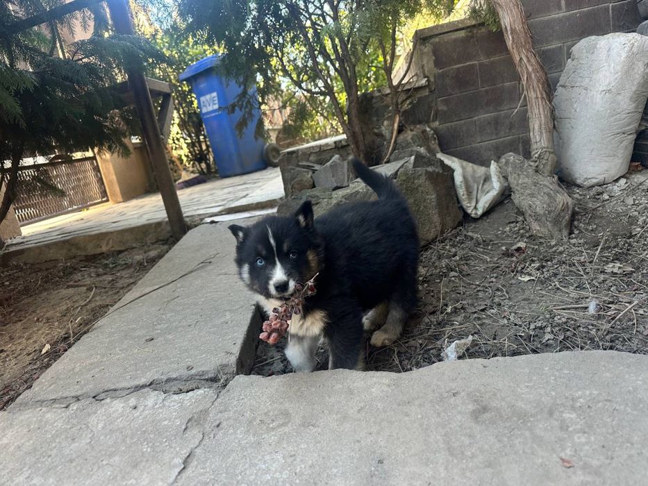 Віддам щенків за символічну ціну