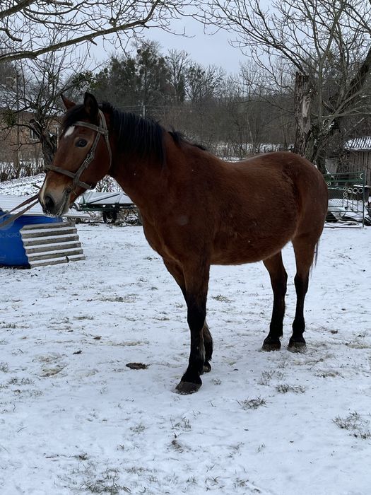 Продам кобилу 12 років