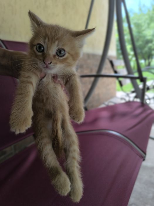 котики в добрі руки