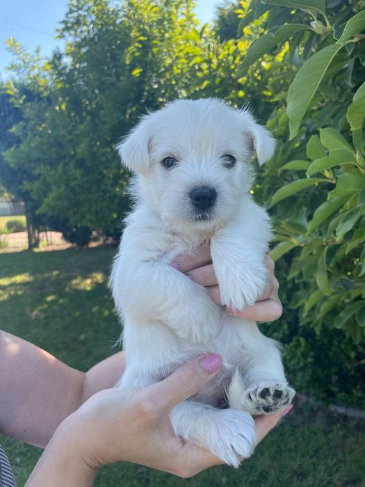 Szczenię suczka west highland white terrier ZKwP po championach