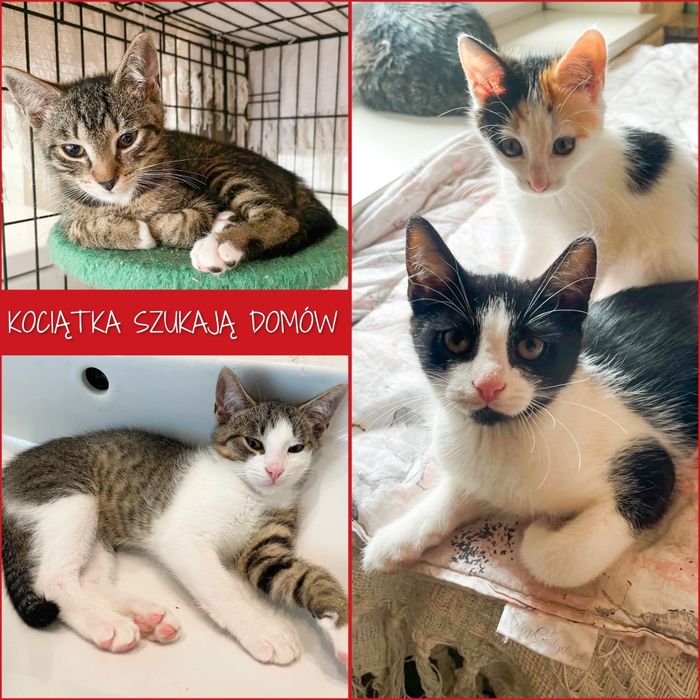 12 tygodniowe kociątka szukają dobrych domów