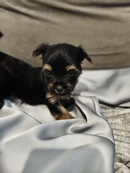 Yorkshire terrier York