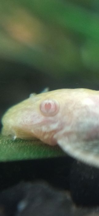 Ancistrus.sp,  black longfin e red