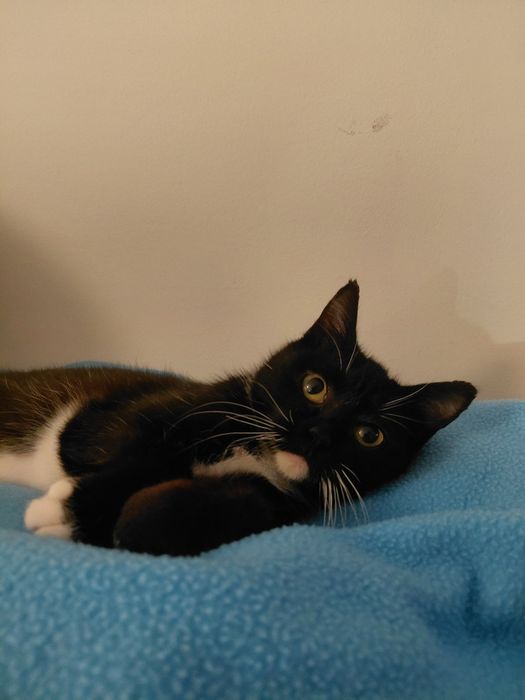 Gato bebé de 4 meses para adoção (Musgo)