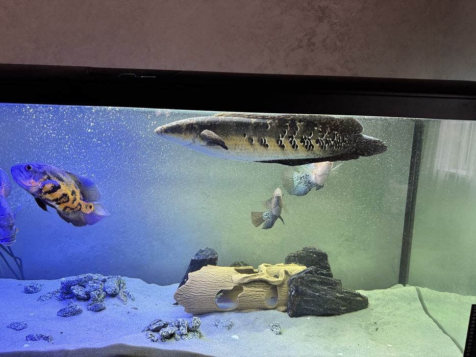 Змієголов,Зииеголов,аквариум