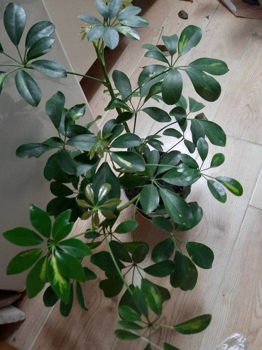 Szeflera drzewkowata, wsyokość 55 cm, zdrowa roślina z młodymi przyrostami