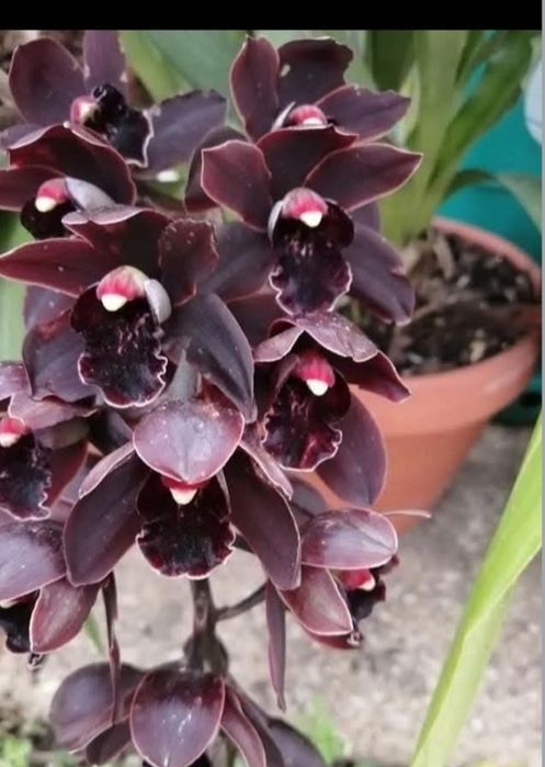 Mudas de orquídeas disponíveis