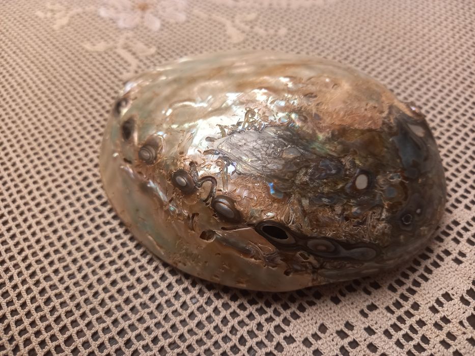 Linda concha de madrepérola