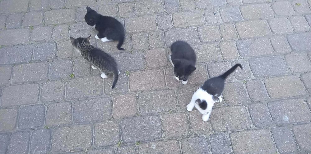 Koty do oddania  za darmo