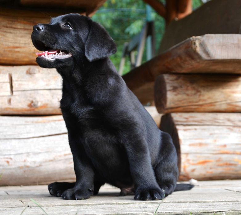 Wyjątkowy szczeniak Labrador Retriever FCI