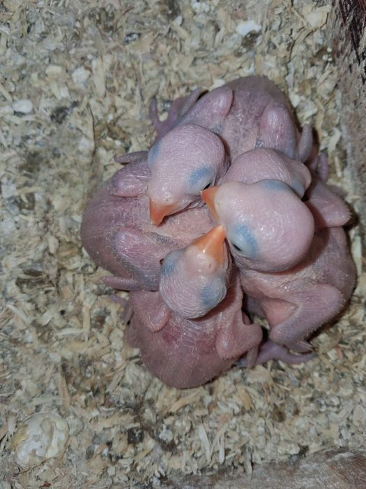 Ring necks azuis para acabar de criar á