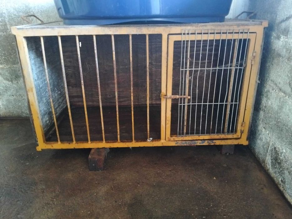 Transportadora cães caça