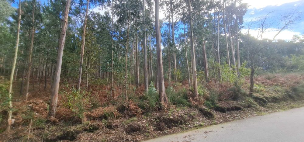 Terreno de 2300m² para venda no lugar de Salgueiral, Lobão