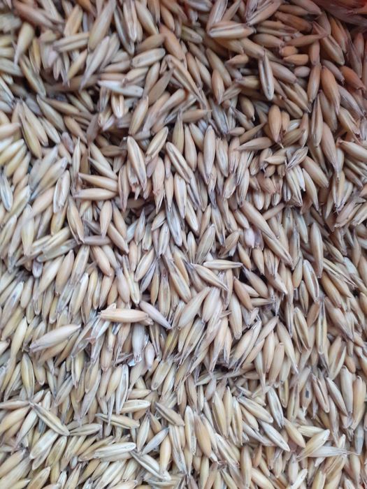 Owies                                 .