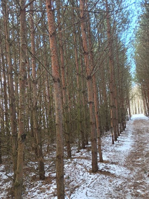 Drzewo sosnowe, tyczki, stemple budowlane do wlasnej wycinki