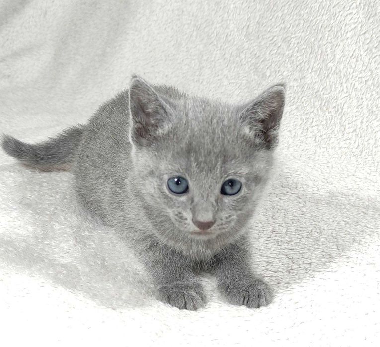 Російська блакитна дівчинка з розплідника.