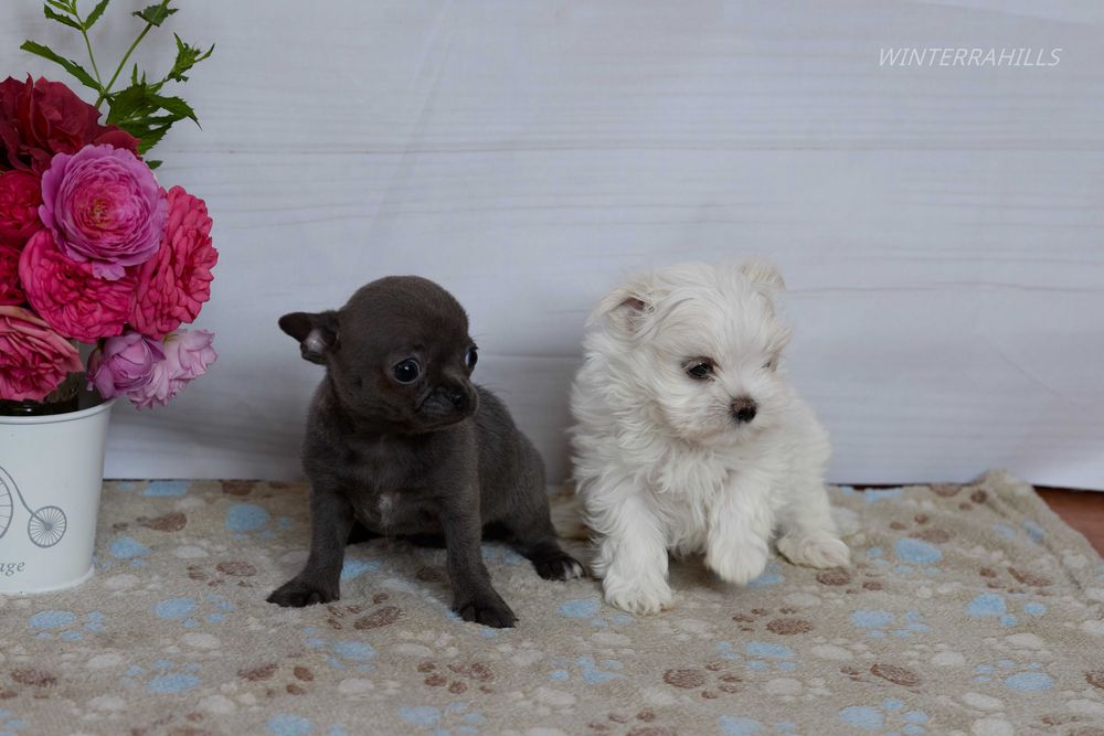 Blue smoothcoat female Chihuahua ~ Чіхуахуа КСУ