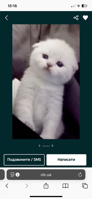 Шотландські котята блюпоінт