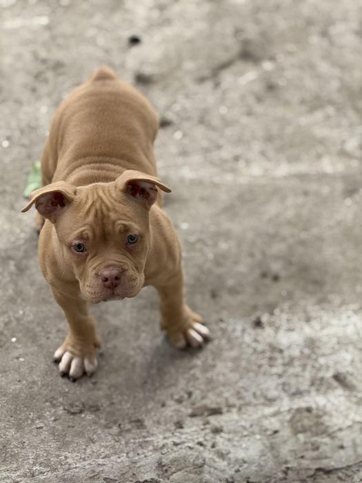 Покет American bully