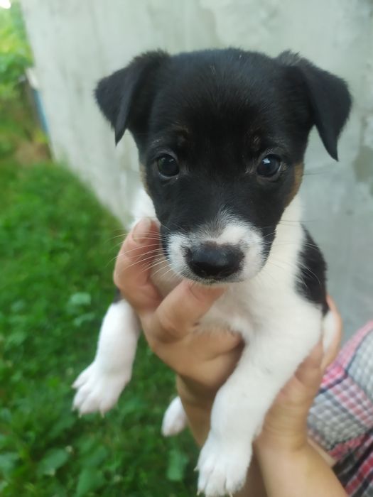 Продам щенков в добрые руки