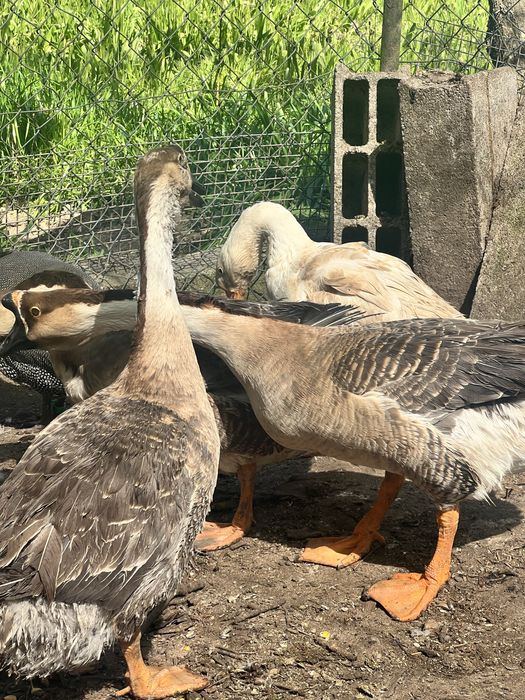 Ovos de ganso da Guiné